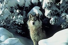 Canis lupus